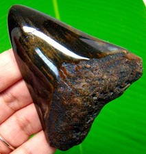 MEGALODON Shark tooth Real Fossil 3.06 inches - Shark teeth NO Restorations picture