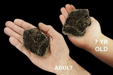 BIOTITE BOOK MICA 2 1/2
