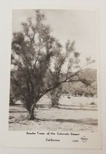 Vintage Real Photo Post Card RPPC Smoke Trees of Colorado Desert FRASHERS Fotos picture