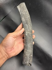 LARGE RIB BONE FOSSIL PEACE RIVER FLORIDA ICE AGE MAMMAL picture