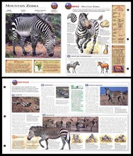 Fold-Out Sheet - Mountain Zebra - 99 picture