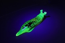 Uranium Glass Spotted Slug glass sculpture - Glass UV Spotted SLUG picture