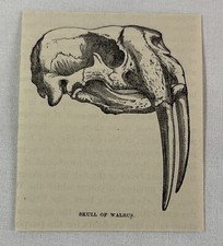 1885 book engraving ~ SKULL OF WALRUS picture