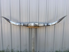 MOUNTED STEER HORNS 6 FEET 4 Inch WIDE LONGHORN Sanded Horn MOUNT BULL COW picture