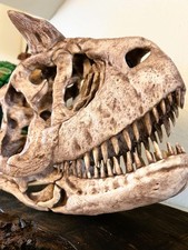 Carnotaurus Skull Fossil Replica – Hand Painted – Museum Quality Display picture