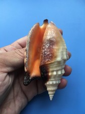 102.6mm | Strombus aratrum | F+++| SUPER GIANT size | Beautiful shell picture