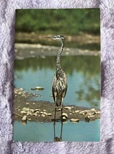 Vintage Great Blue Heron Postcard Ithaca NY Unused c. 1960 picture
