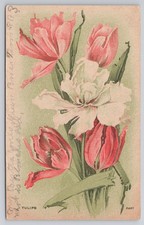 1909 Antique Floral Postcard Pink Tulips White Flower picture