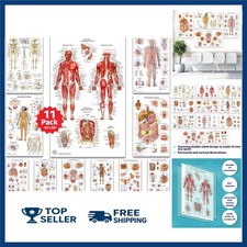 11 Human Anatomy Posters - Medical Posters, Skeletal, Male Female Muscular, Circ picture