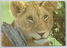 1983 Kenya Wildlife Postcard - Adorable Lion Cub - Nairobi Postmark picture