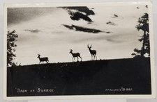 CALIFORNIA Deer at Sunrise by J.H. Eastman CA c1951 Real Photo Postcard RPPC picture