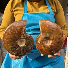 2pcs 5.61LB Polishing and Restoration of Natural Conch Specimens Madagascar 4667 picture