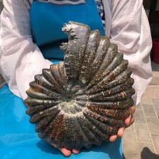 4.95LB Rare Natural Polished Natural Conch Fossils from Madagascar Specimens picture