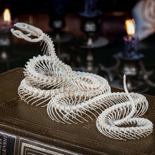 Real Snake Skeleton Taxidermy, Attack Pose, Standing up on realistic Diorama picture