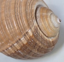 Large 5½