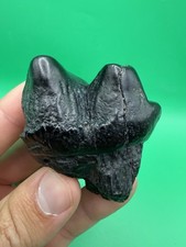 ULTRA RARE JUVENILE MASTADON TOOTH FOSSIL SOUTH CAROLINA picture