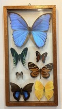 Vintage Framed Real Butterfly Collection Shadow Box Display Blue Morpho Set Of 7 picture