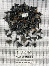 Lot of 10 fossilized 3/4 - 1. 1/4 inch shark teeth from Venice Florida ( GULF ) picture