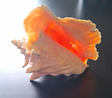 VINTAGE Queen Conch Shell 1.88 lbs Large Pink Caribbean Sea Shell Natural Decor picture