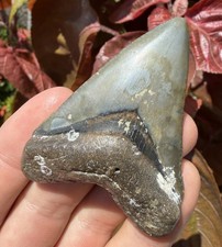 Colorful Megalodon Shark Tooth Venic Beach Florida 2.54 Polished picture
