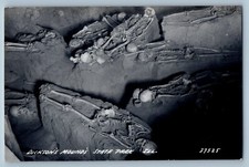 Illinois IL Postcard RPPC Photo Dickson's Mound's State Park Skeletons c1940's picture