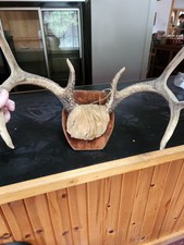 Real Whitetail Deer Antlers 8 Point Buck Skull Cap Taxidermy Mount Hunting  picture