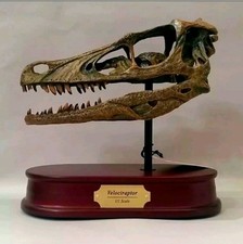 Life-Size Velociraptor Dinosaur Skull Model Replica Fossil Display – Resin picture