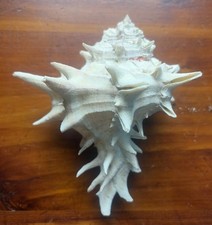 RARE Large Siratus Alabaster Murex Seashell 5-1/2 in x 4-1/4 in picture