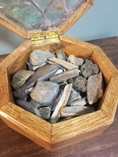 Starter Fossil Collection Lot of 50 Nebraska Fossils with Vintage Oak Container picture