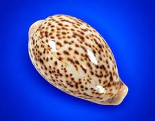 Cypraea pantherina 64.7mm Panther Cowrie Shell Red Sea Specimen w/data label picture