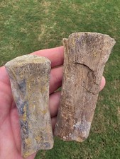 Freshly Eroded Massive Tylosaurus Rex Rib Bones TX Ozan Fossil Mosasaur  picture