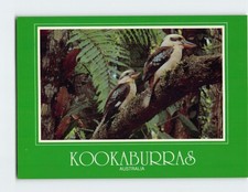 Kookaburras Australia F-347948 picture
