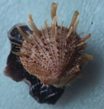 spondylus albibarbatus 31mm F+++ caught in Siargao island EP JAN 199 2023 picture