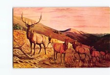 Postcard Autumn Scene Bulk Elk and Herm of Cows Rocky Mountain Royalty Montana picture