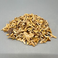 Wholesale group - appx 1000 Small Fossil Shark Teeth - Eocene, Western Sahara picture