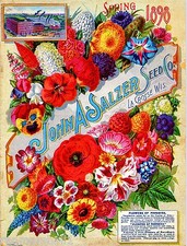 1898 Salzer Paradise Vintage Flowers Seed Packet Catalogue Advertisement Poster picture