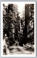 C.1940 RPPC WASHINGTON WA ROAD THRU WASHINGTON VIRGIN TIMBER PHOTO Postcard P37 picture