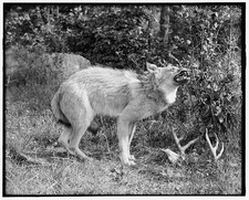 Sault Sainte Marie Michigan 1905 Northern Michigan Timber Wolf Taxidermy picture
