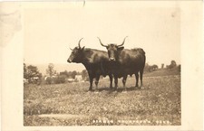 Denman Thompson's Oxen Swanzey NH RPPC Real Photo Postcard c1910 Unused picture