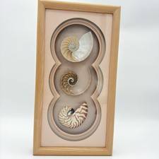 RARE Vintage Nautilus Pompilius Sliced Seashell Shadow Box Wood Frame Signed picture