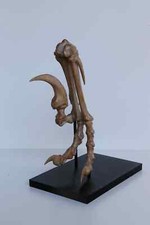 Velociraptor Foot Replica – Museum Quality Dinosaur Display Mount -free shipping picture