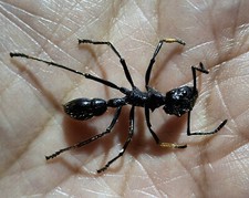 FORMICIDAE/ REAL BULLET ANT SPECIMENT PARAPONERA CLAVATA SIZE 19-24MM LOT OF 10. picture