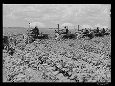 Clarksdale Mississippi Hopson Plantation 1930s FSA Cotton Harvest Tractors picture