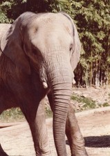1980s LA Zoo Elephant Close Up Snapshot Photograph 3.5 x 4.75 picture