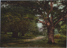 England. Burnham Beeches. Near Slough in Bucks, Vintage photochrom by P.Z, Photo picture