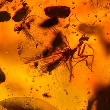 Mantisfly in Burmese / Burmite amber fossil / 100% genuine amber  picture