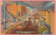 New Orleans LA-Louisiana, Unloading Bananas From Ship Side, Vintage Postcard picture