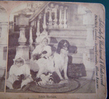 Little Mothers  Children & Dogs 1895   Stereoview   Underwood  Card picture