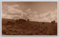Antique England Postcard Westward HO Sheep on the Hill Top 1920s picture