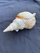 RARE fossilized Horse conch shell from central Florida..Pliocene era. picture